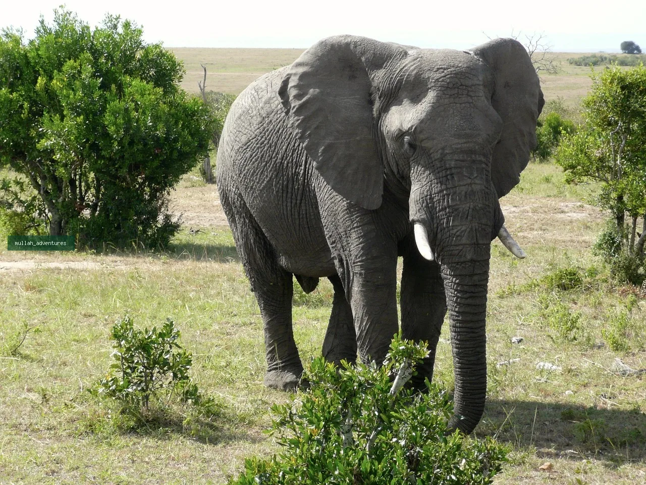 3-Day Masai Mara Group Joining Safari