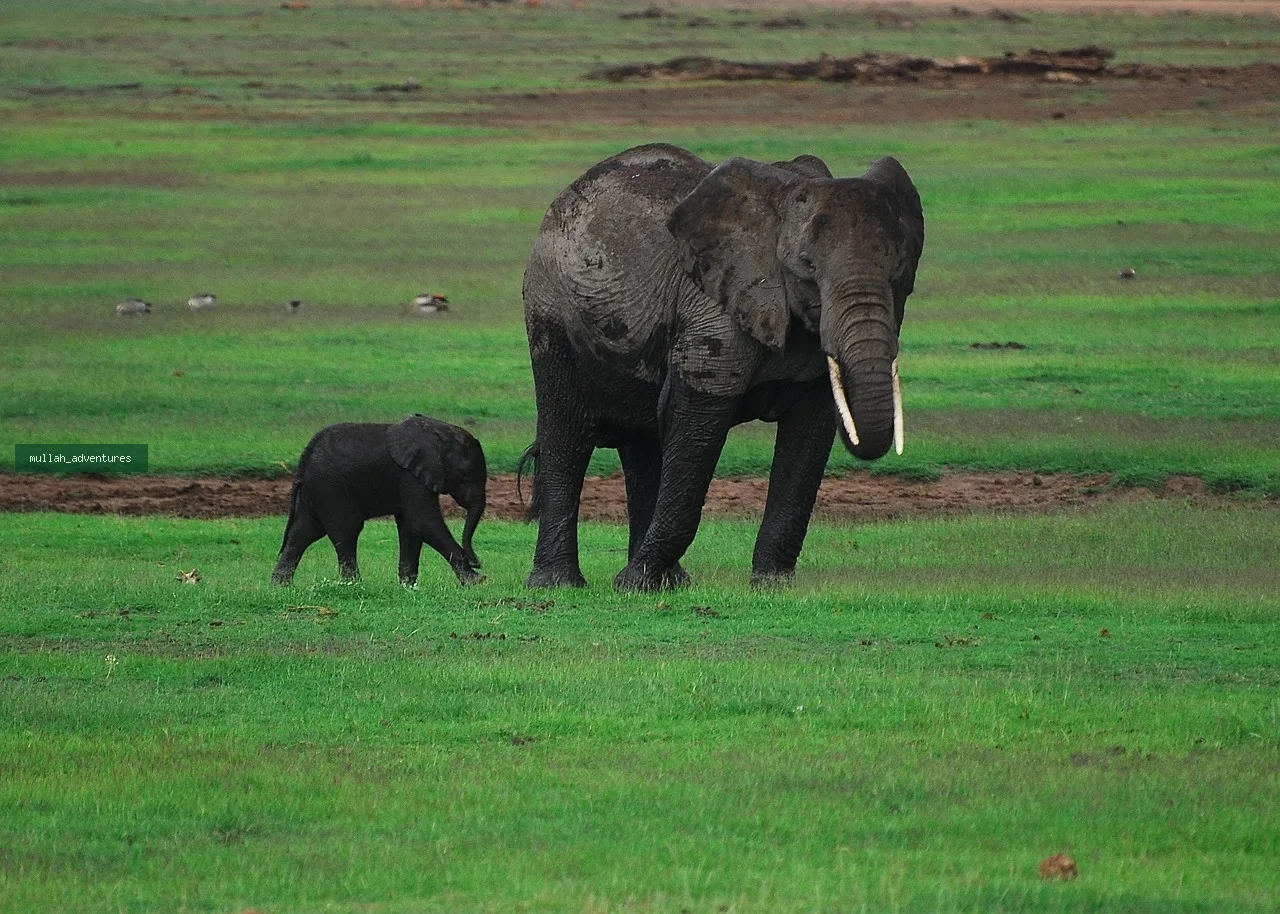 Amboseli National Park