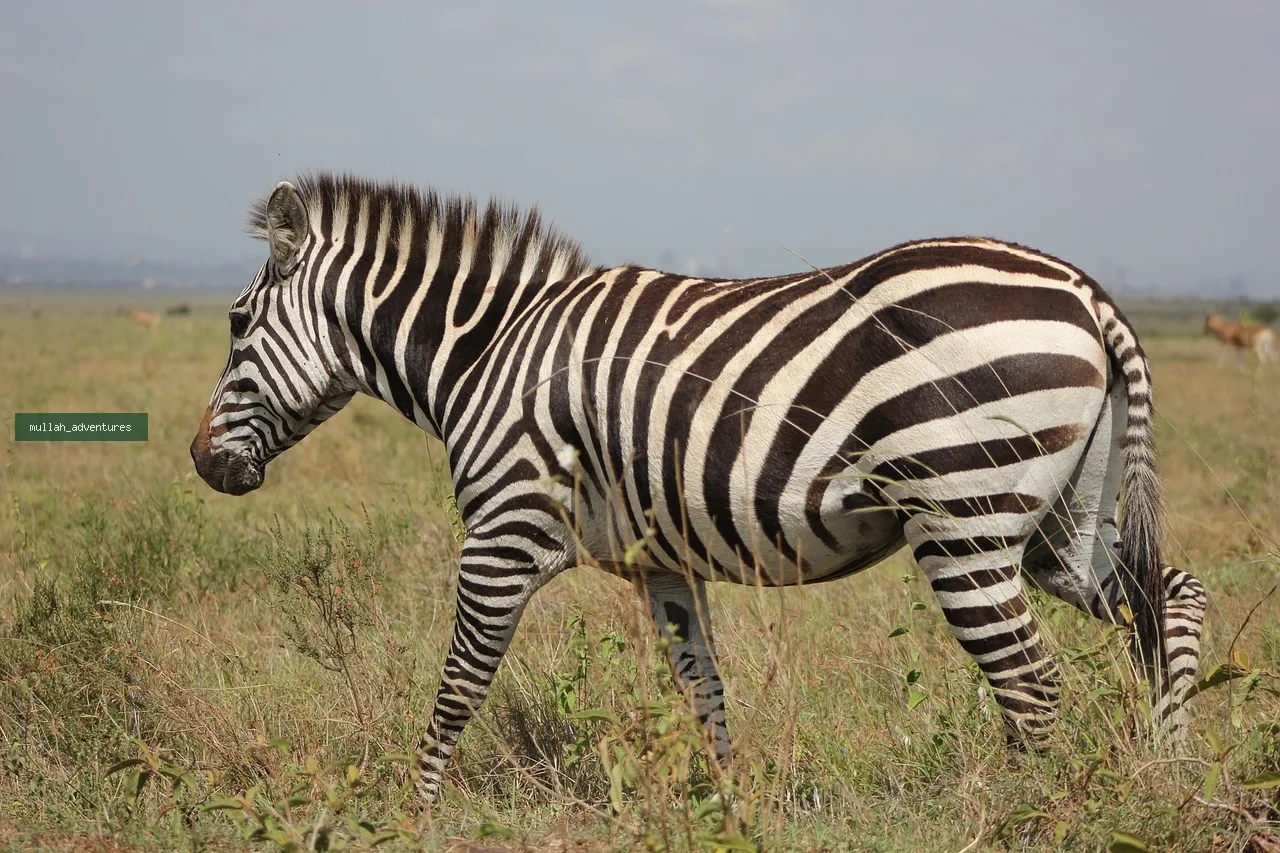 Masai Mara & Amboseli Honeymoon Escape
