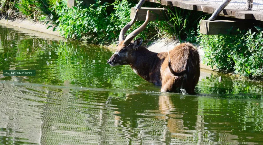 sitatunga antelope at Saiwa Swamp National Park