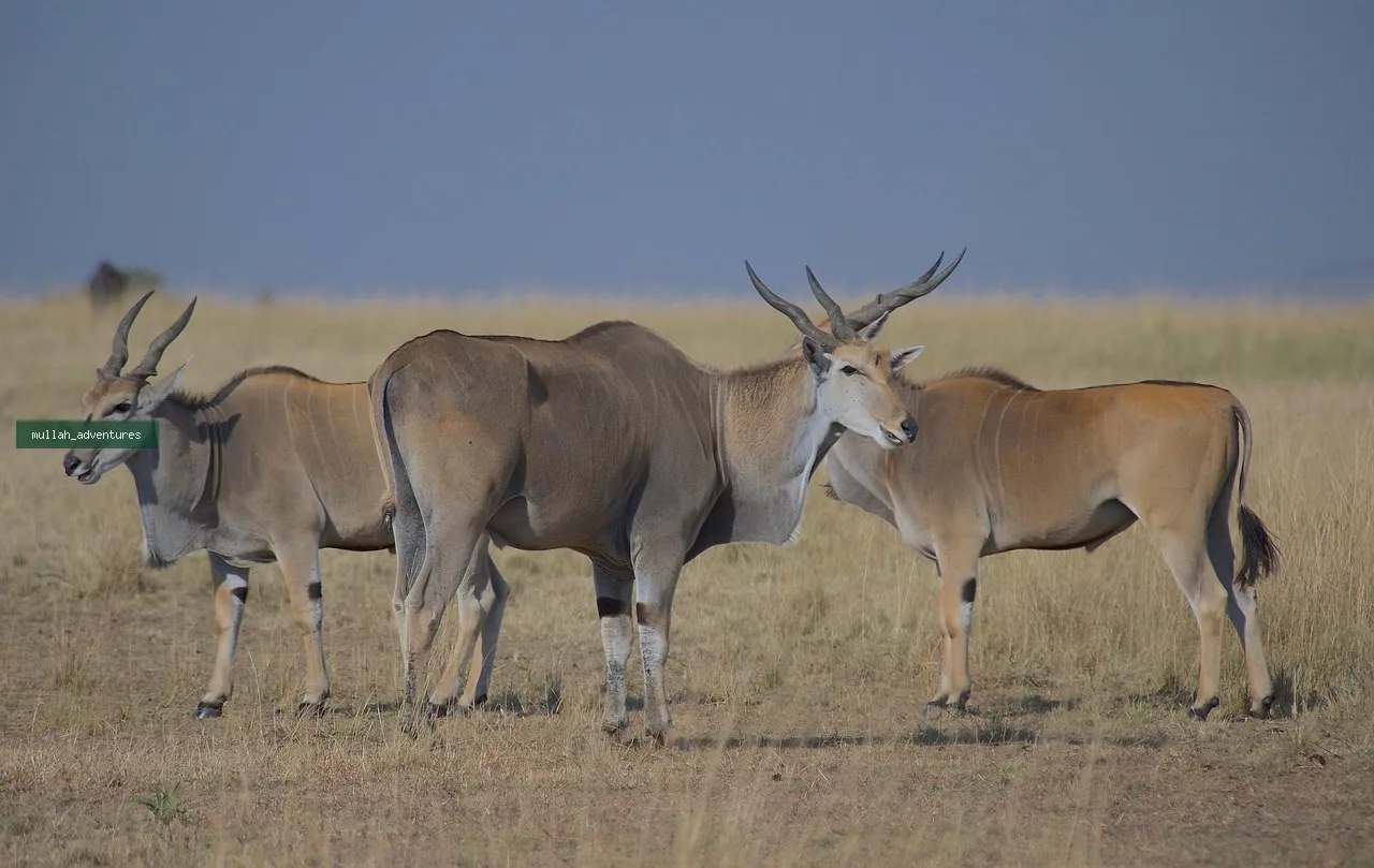 Masai Mara & Amboseli Honeymoon Escape