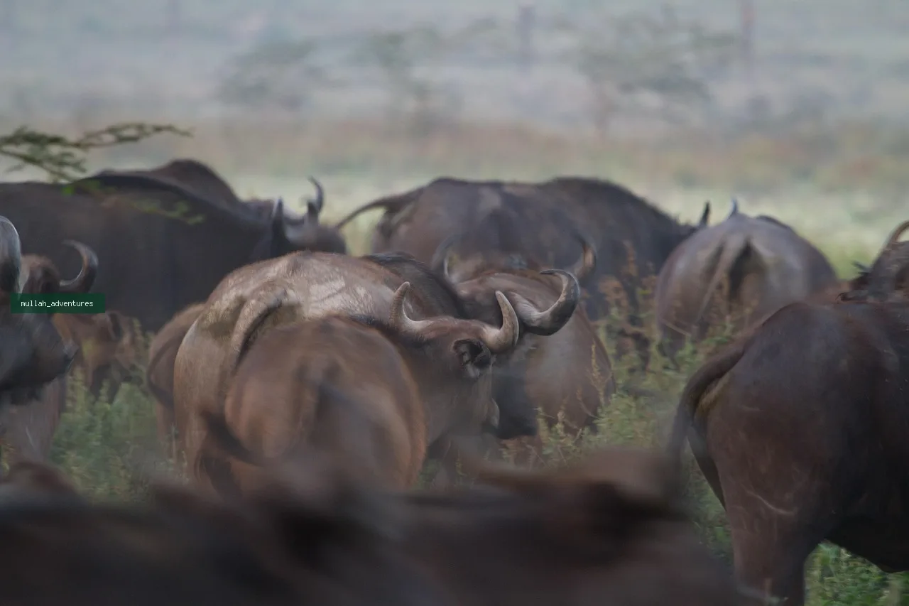 Rift Valley Birding & Walking Safari