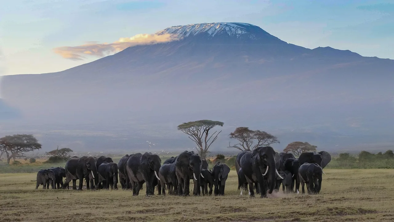 Elephants at the Amboseli National Park