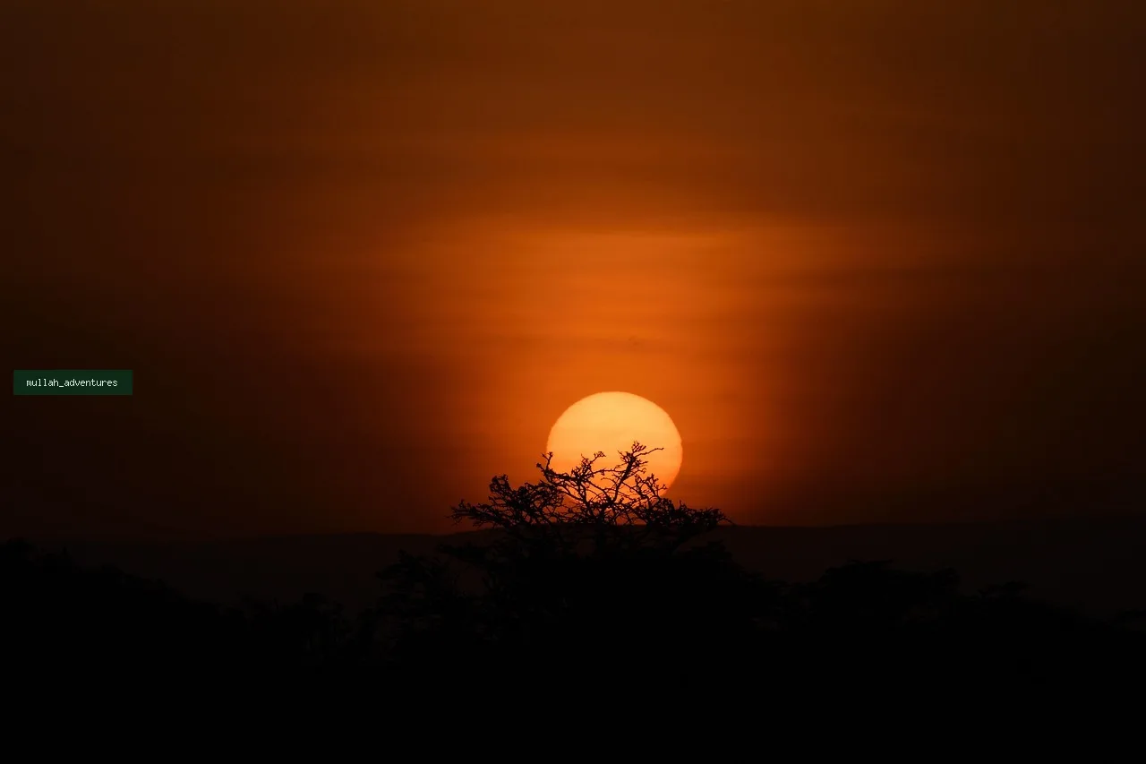 3-Day Masai Mara Big Cats Private Safari