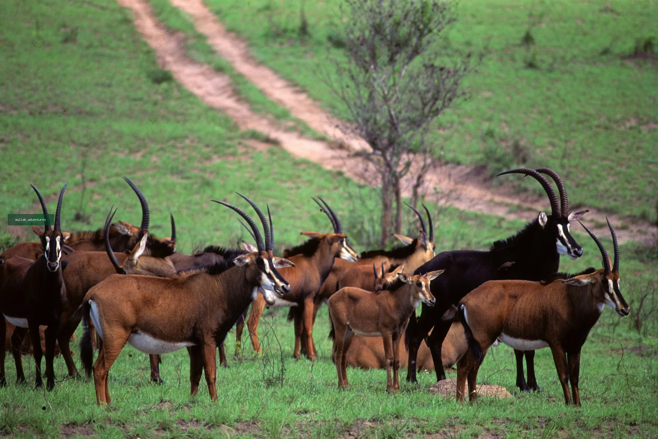 Shimba-Hills Sable antelope