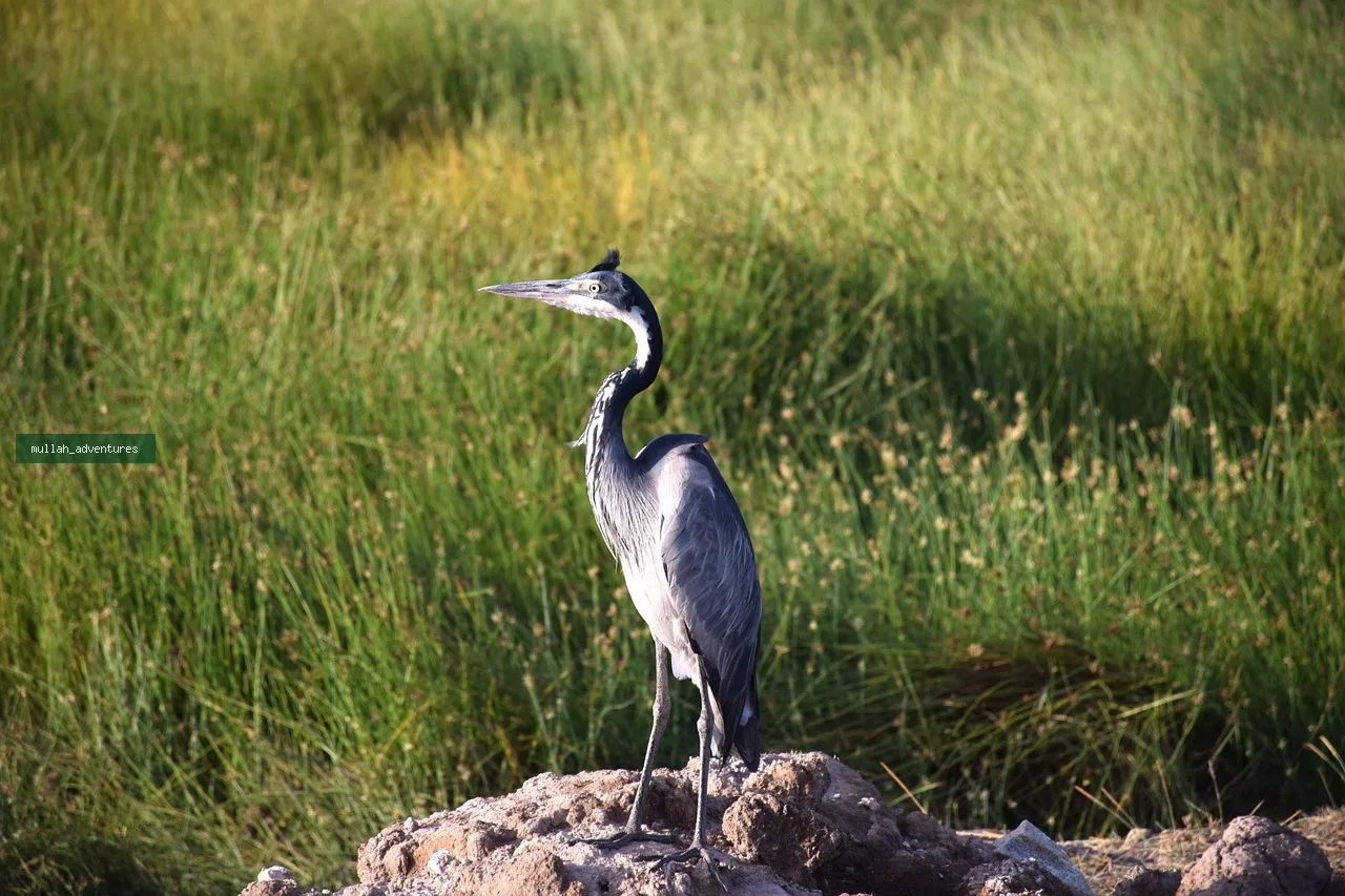 Fly-In Mara & Amboseli Highlights