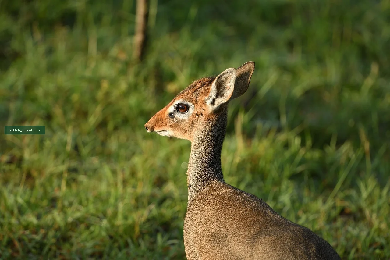 4-Day Rift Valley Lakes, Rhino & Birding Private Safari