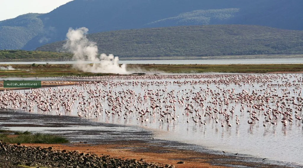 Geyser-and-flamingos at the Lake Bogoria National Reserve