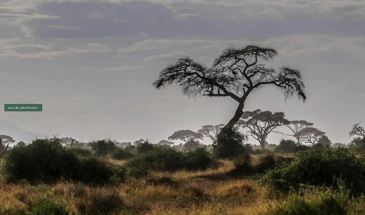 Amboseli National Park