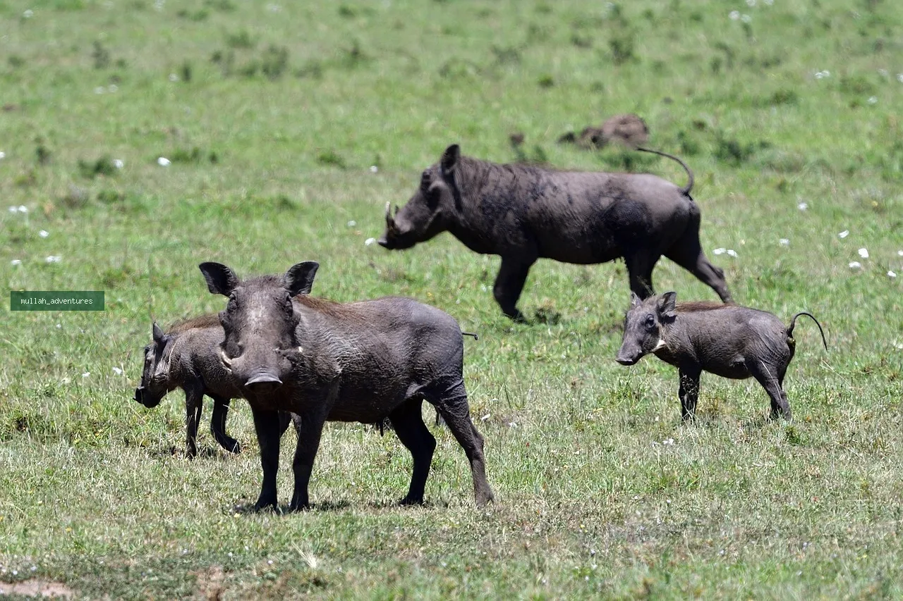 3-Day Masai Mara Big Cats Private Safari