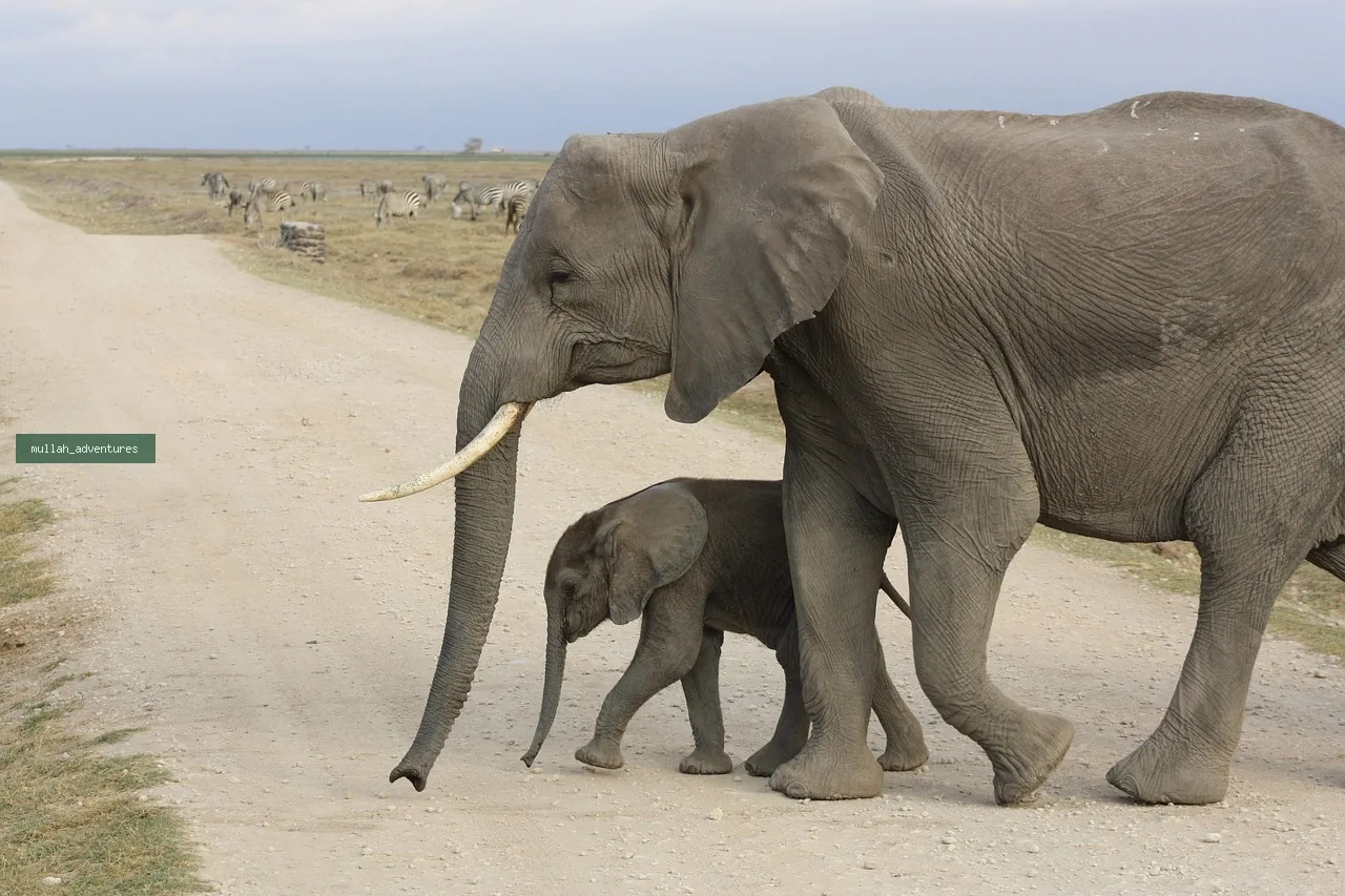 Amboseli National Park