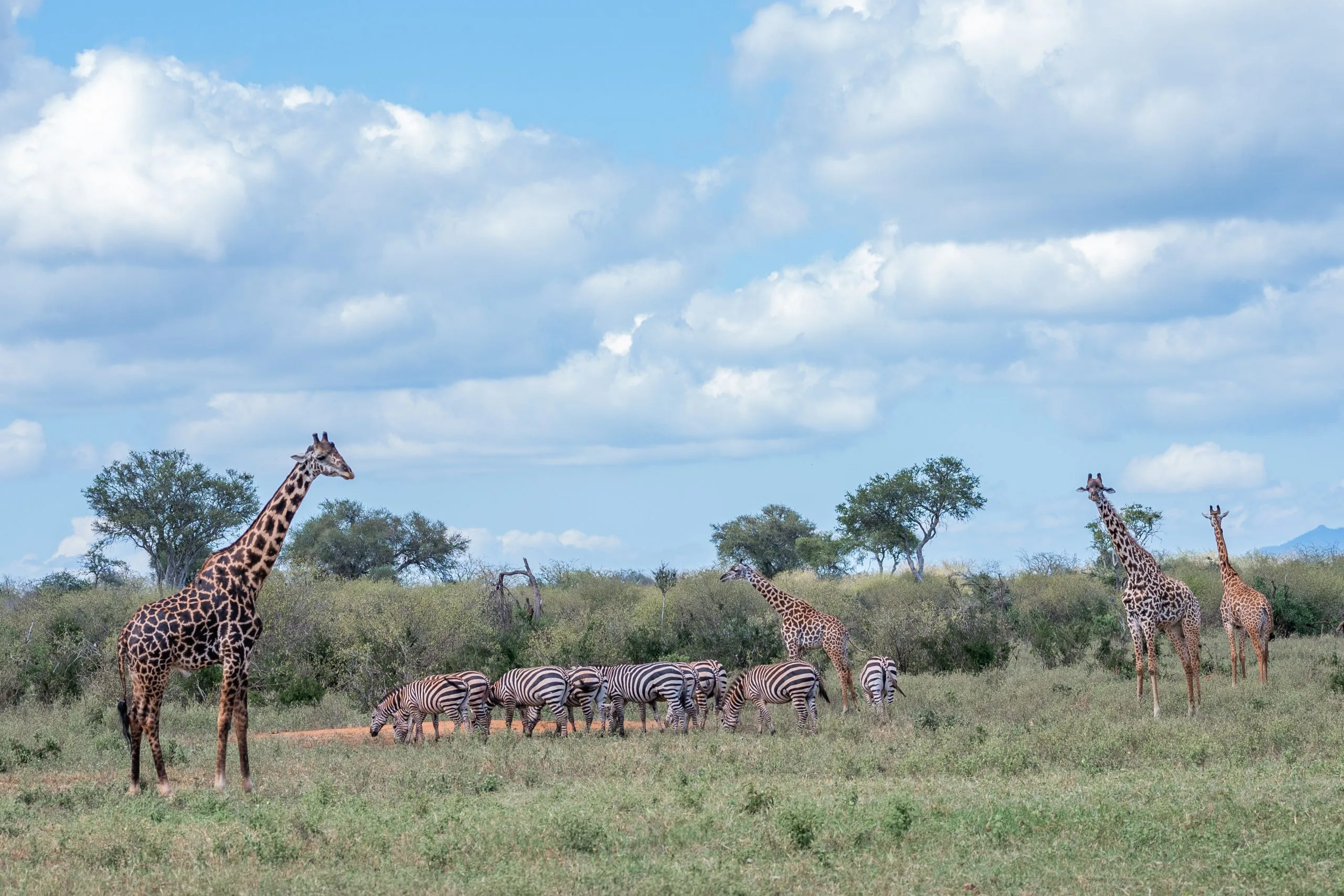 giraffes and zebras grazing at the Tsavo West National Park