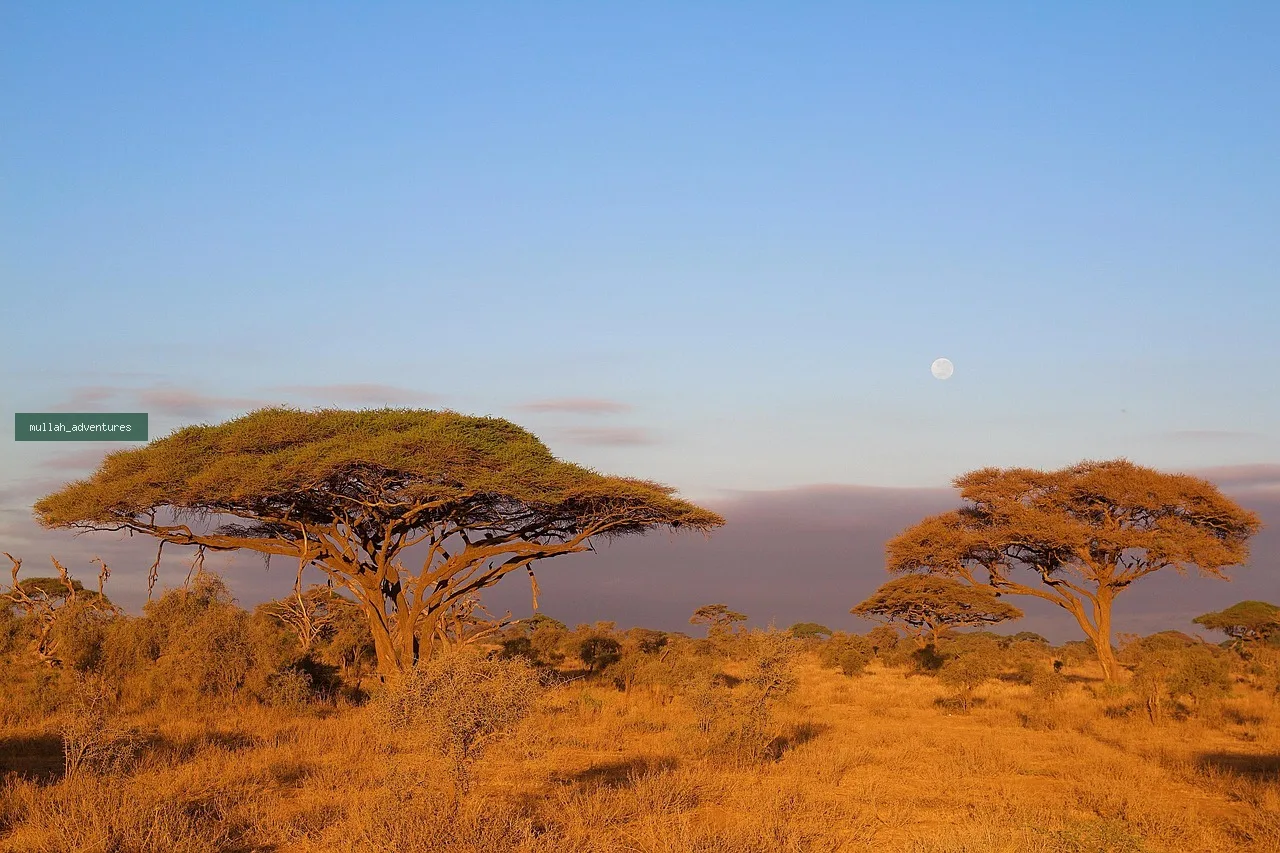 4-Day Amboseli, Tsavo West & Tsavo East Private Safari