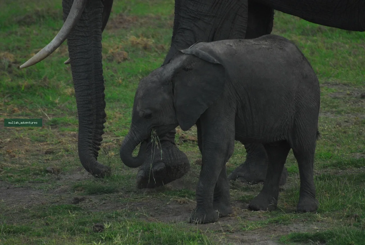 4-Day Amboseli, Tsavo West & Tsavo East Private Safari