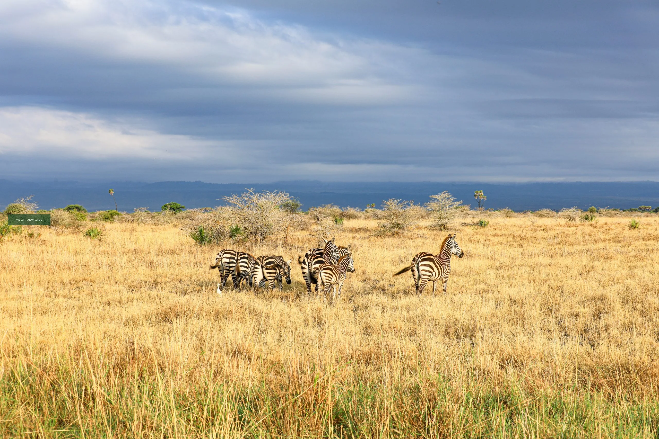 Meru National Park giraffes