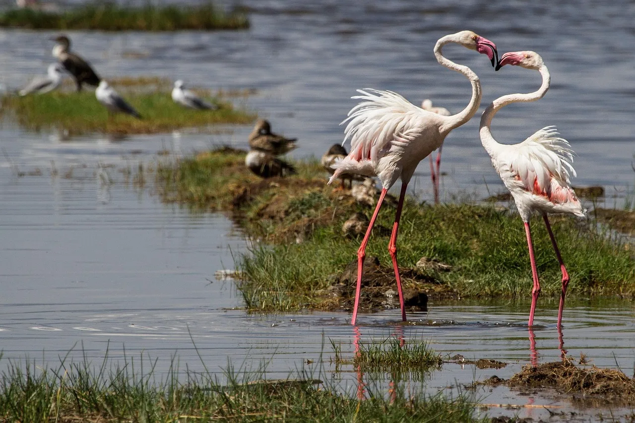 lake nakuru flamingos