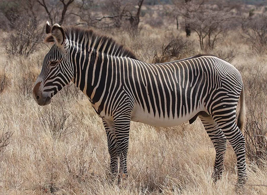 Grévy's zebra stallion in Buffalo Springs National Reserve