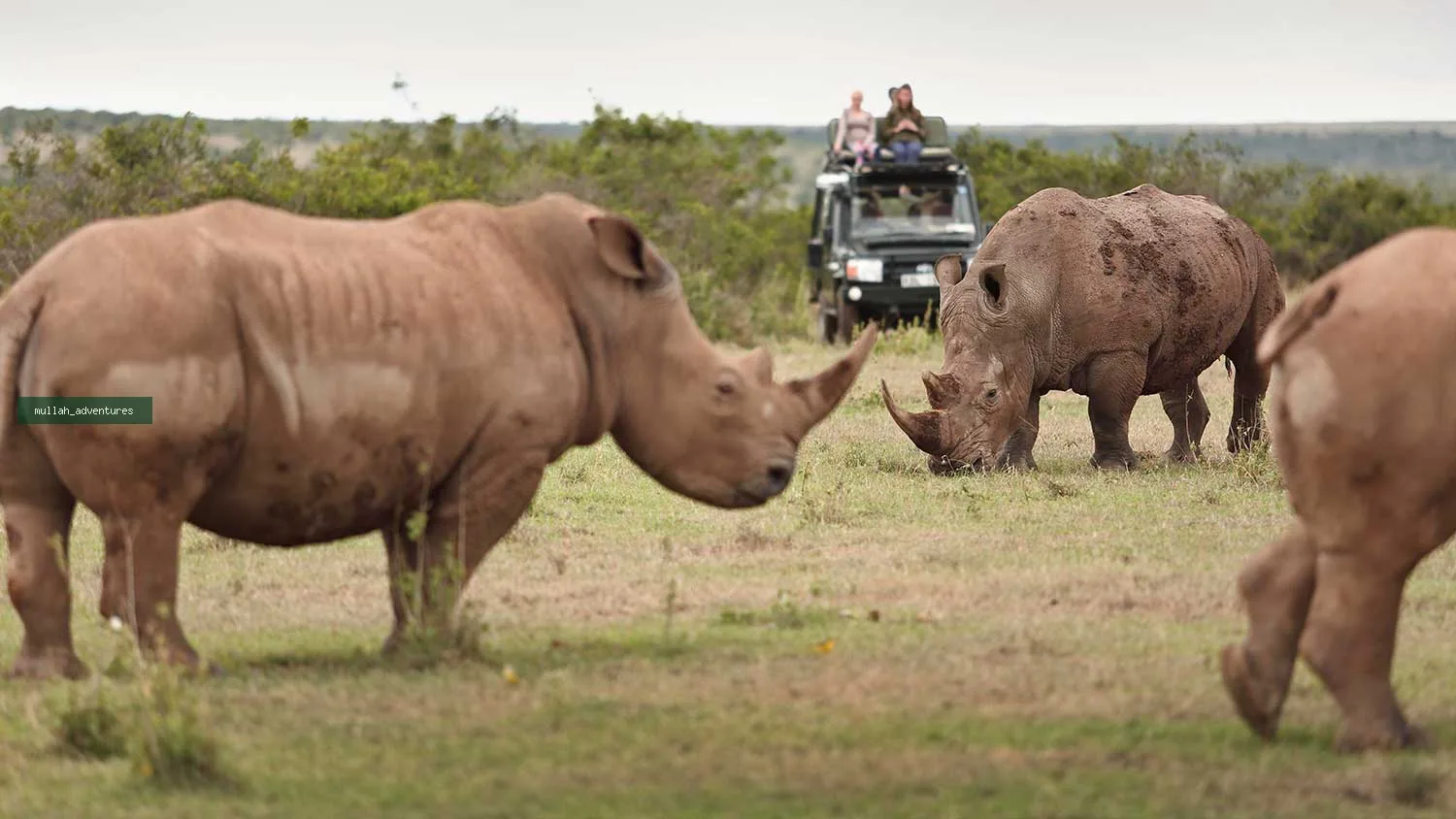 Rhinos at the Solio-Conservancy