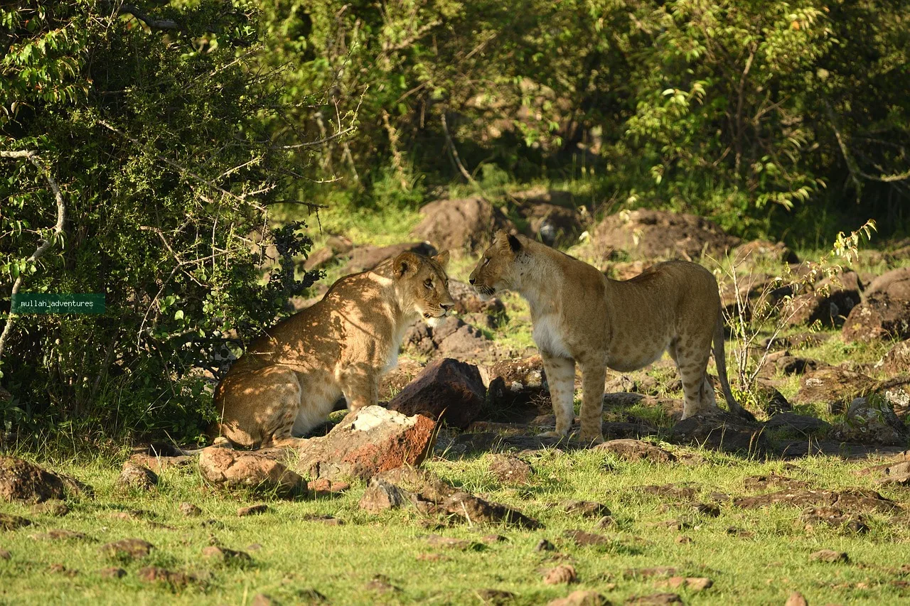 female lions at the masai mara