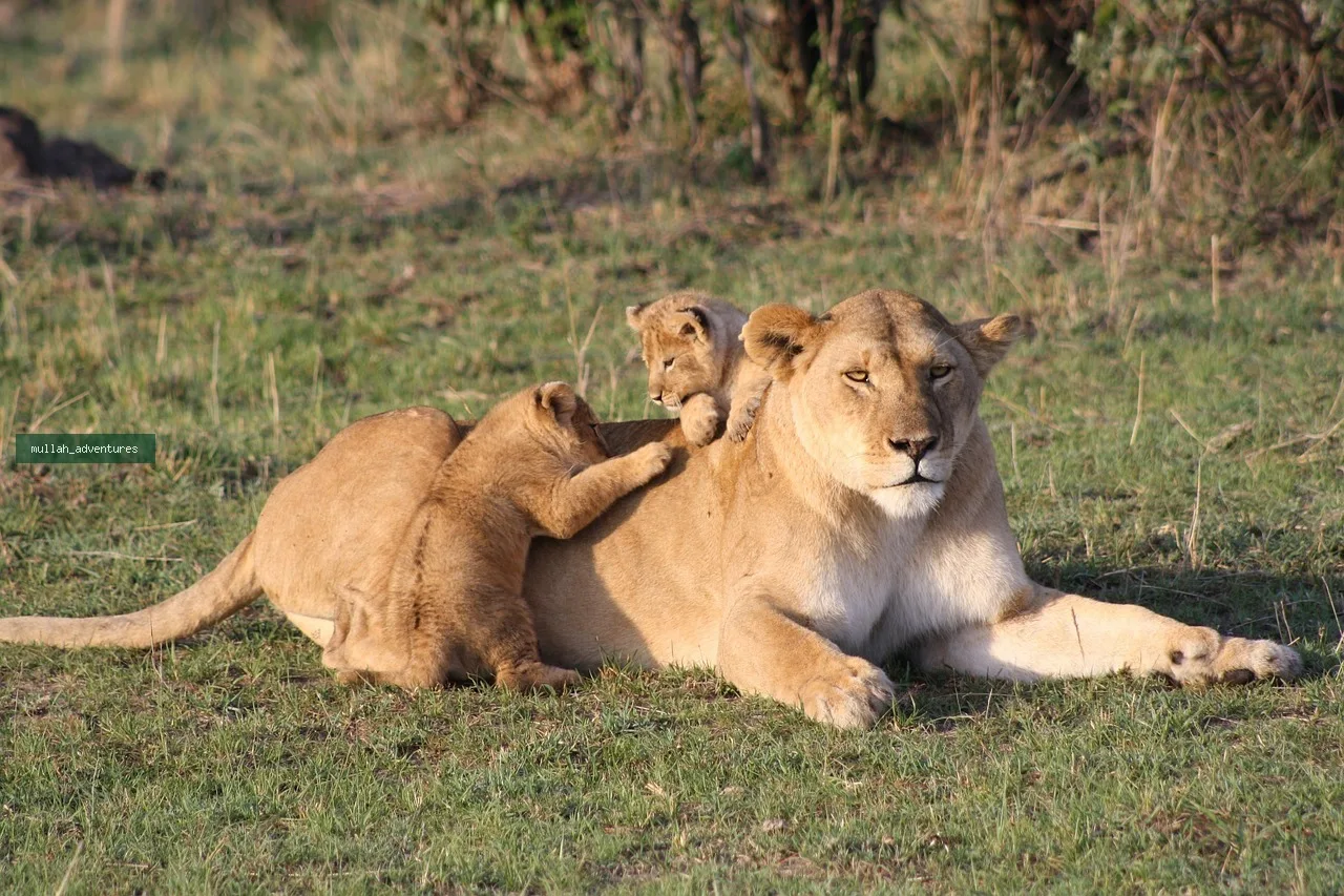 Grand Kenya Photographic Explorer