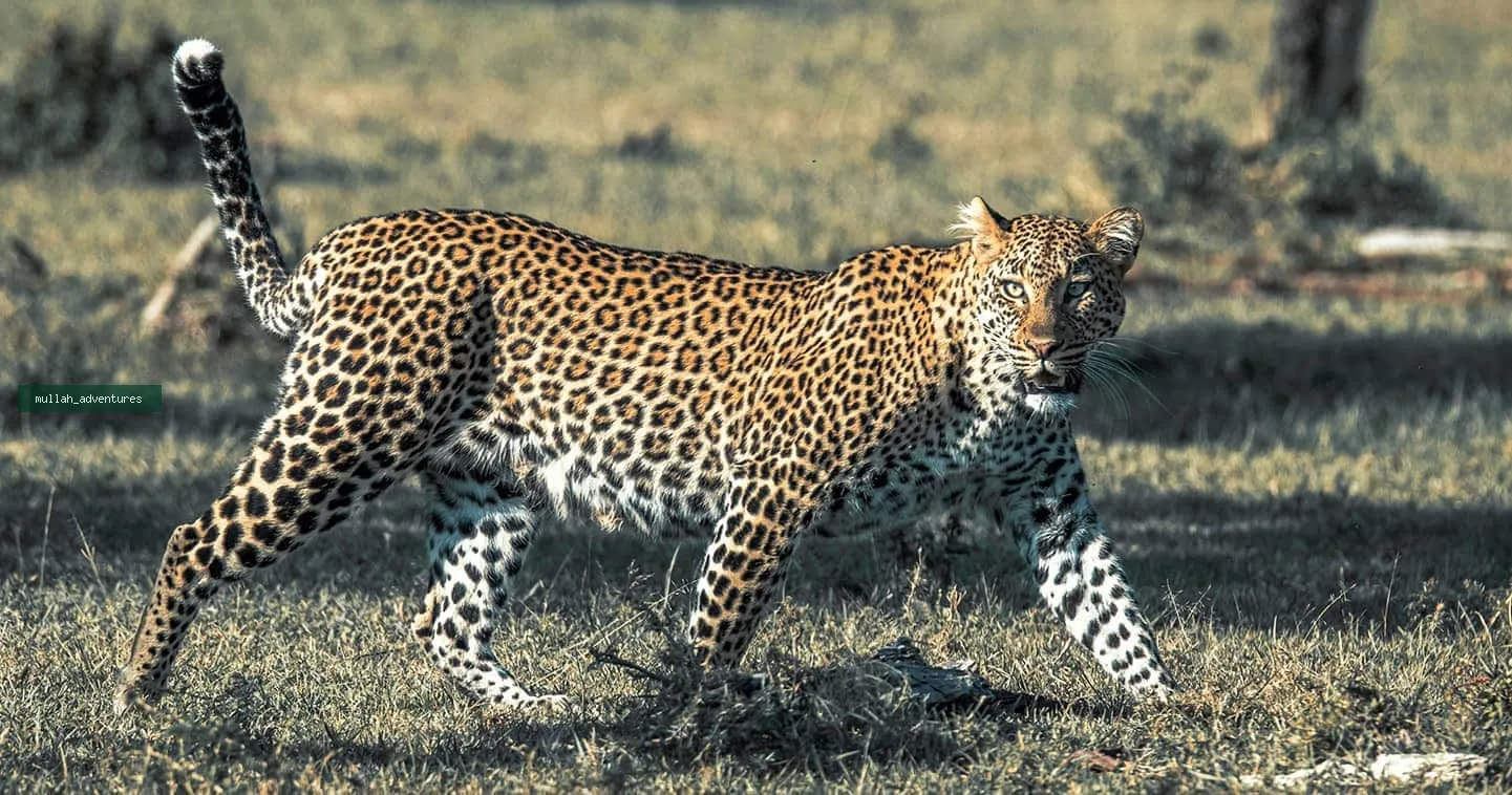 leopard-masai-mara-naboisho conservancy kenya