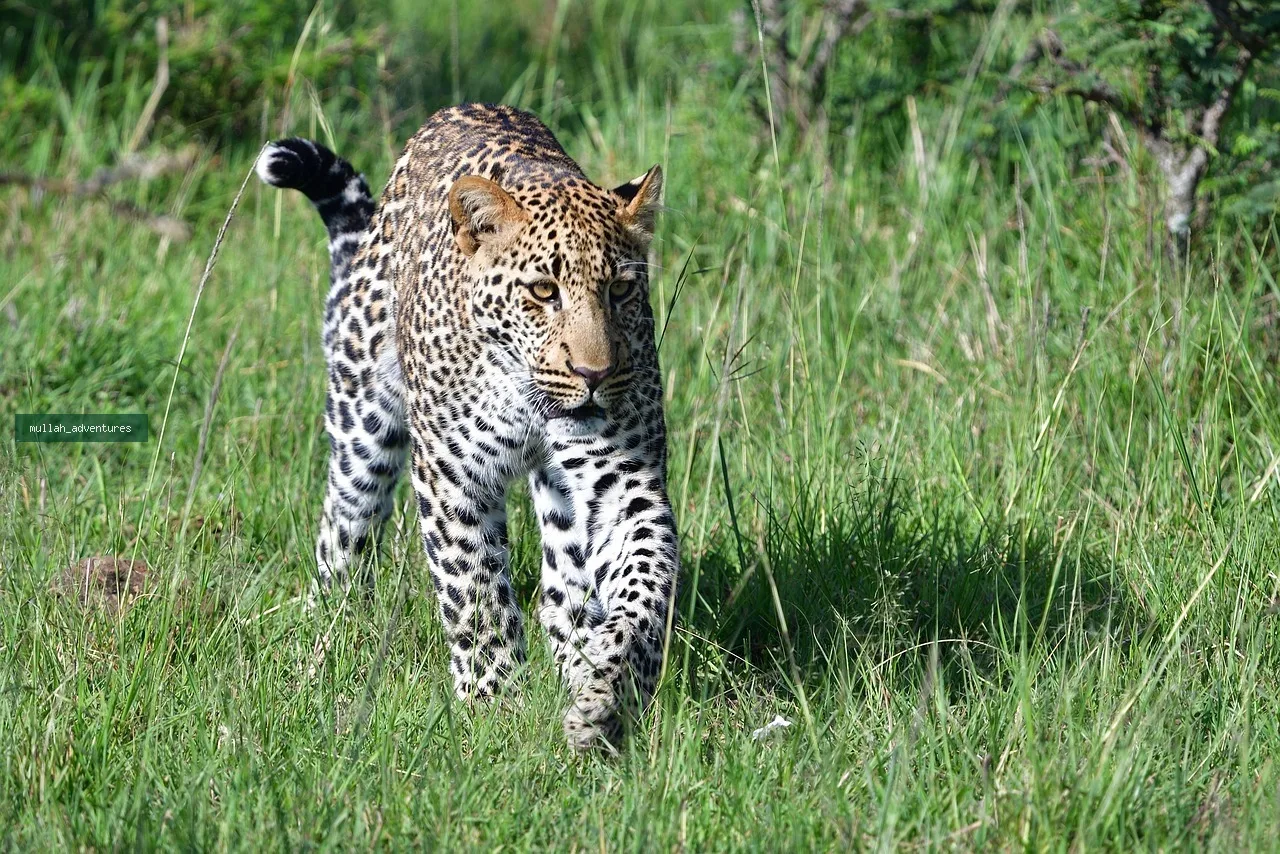 3-Day Masai Mara Fly-In Luxury Safari