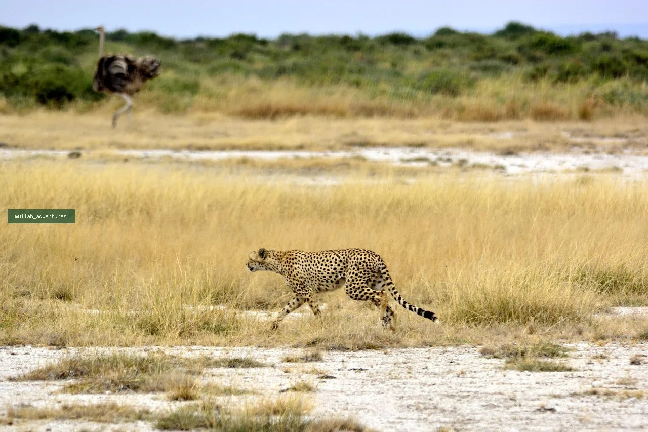 3-Day Amboseli Kilimanjaro & Elephant Private Safari
