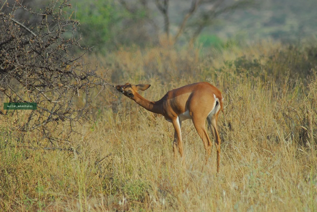 4-Day Samburu, Buffalo Springs & Ol Pejeta Private Safari
