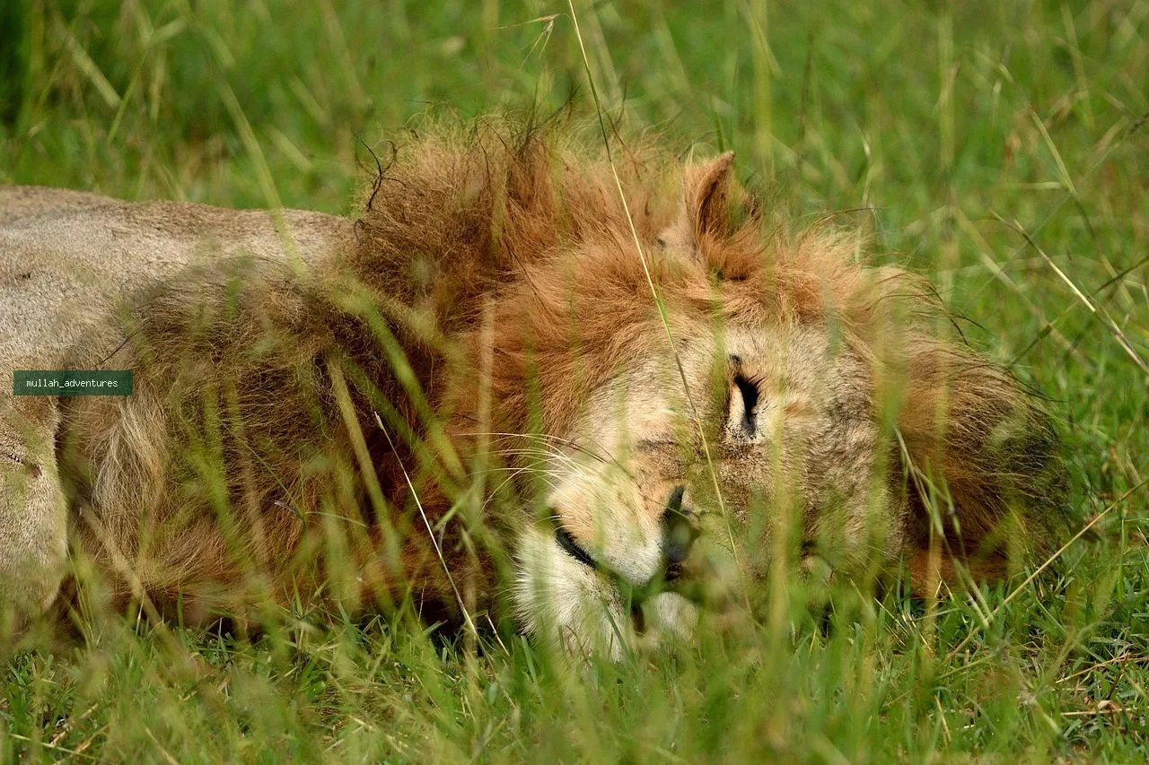 3-Day Masai Mara Big Cats Private Safari