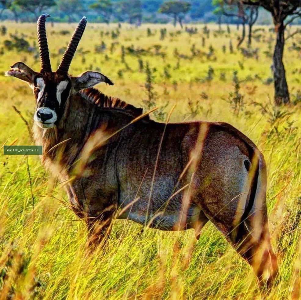 endangered roan antelope