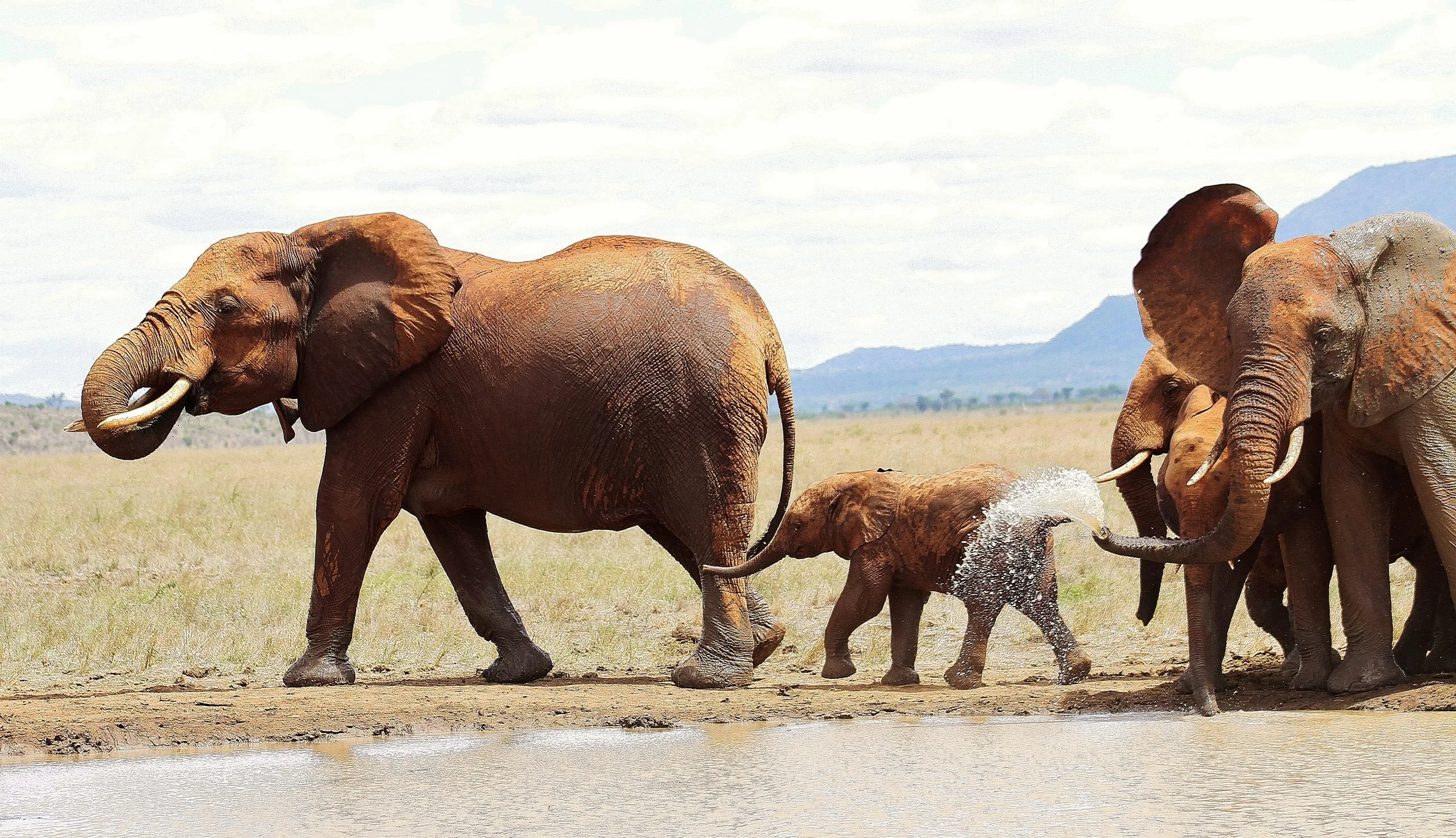 elephants at the Tsavo East National Park