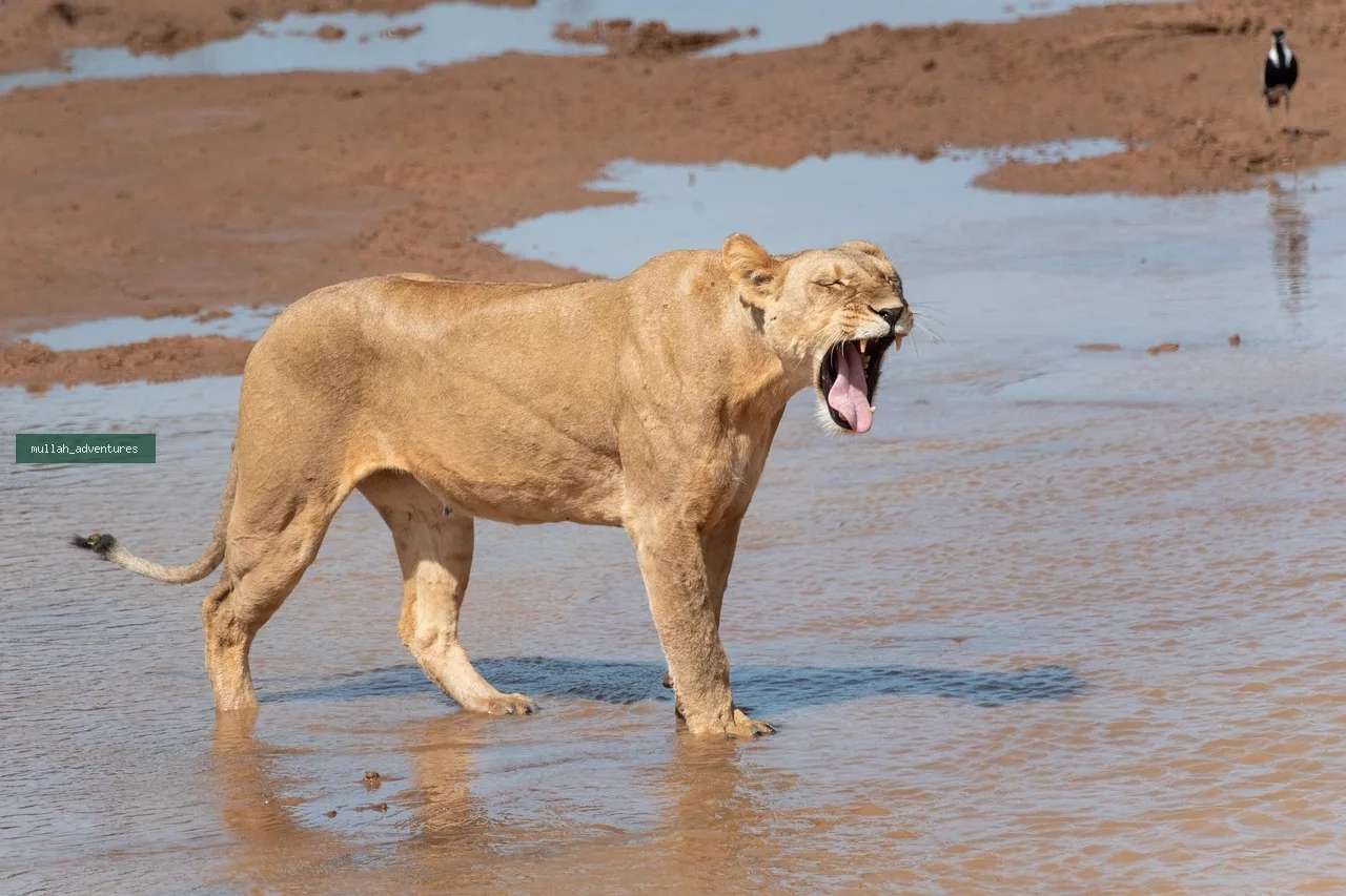 3-Day Masai Mara Group Joining Safari