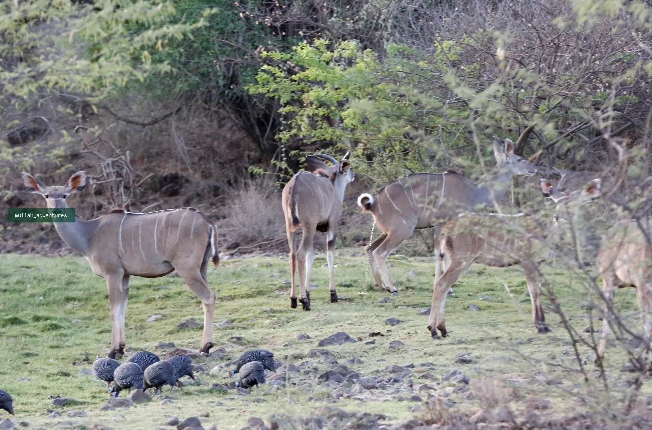 Lake Baringo