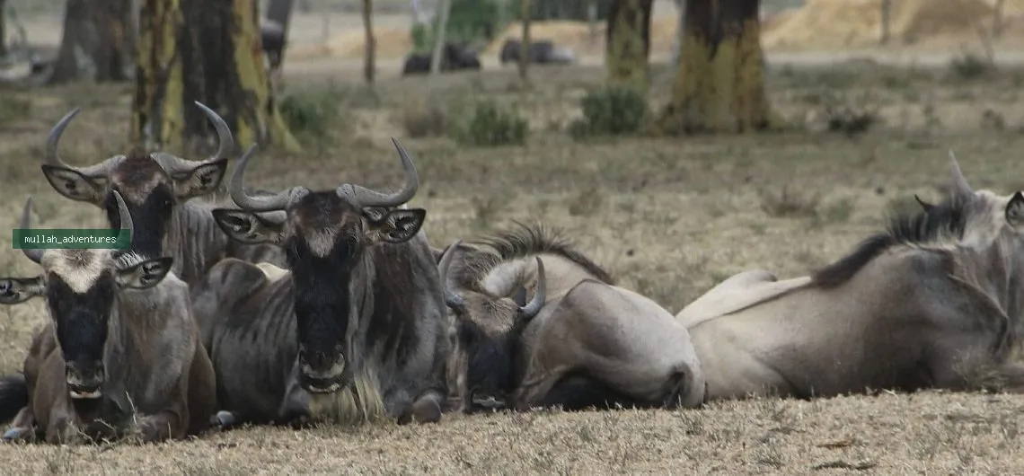 3-Day Masai Mara Big Cats Private Safari