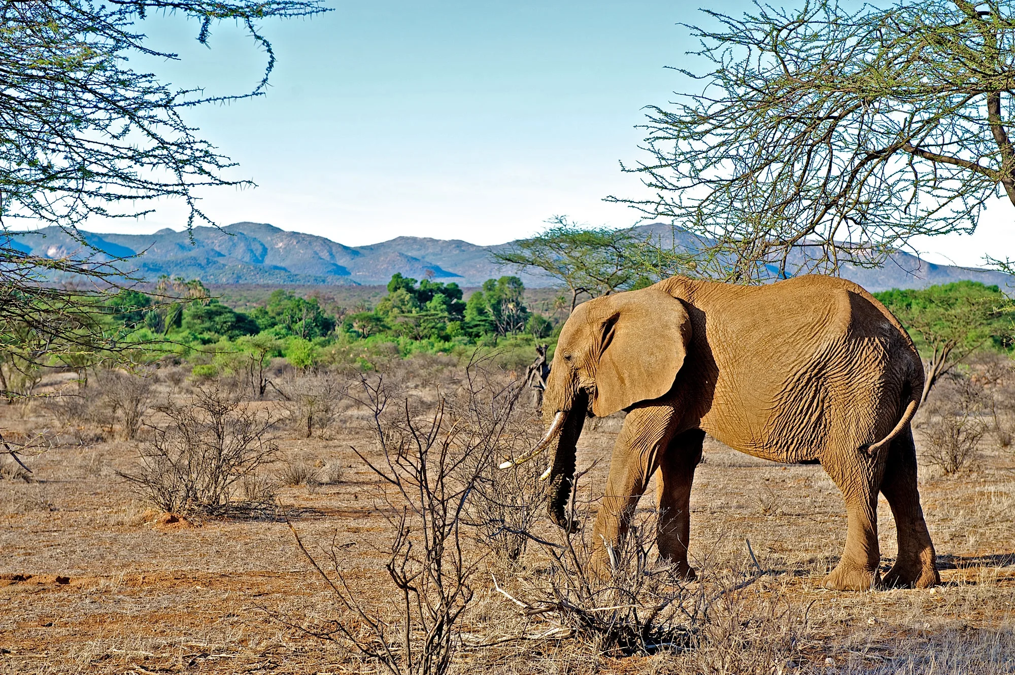Lone Elephant in Samburu Game Reserve