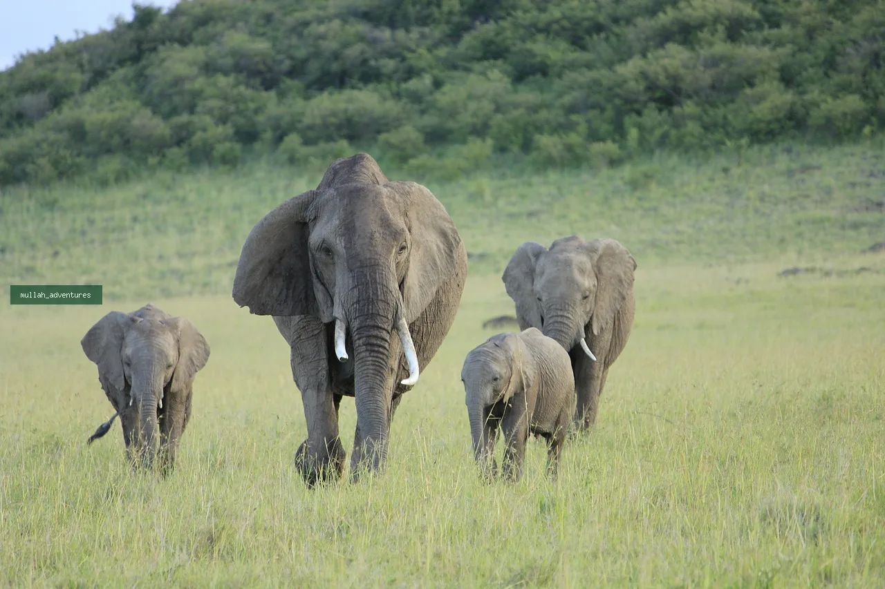 3-Day Masai Mara Group Joining Safari
