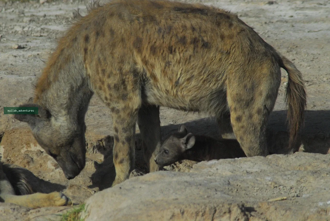A hyena at the Amboseli National Park