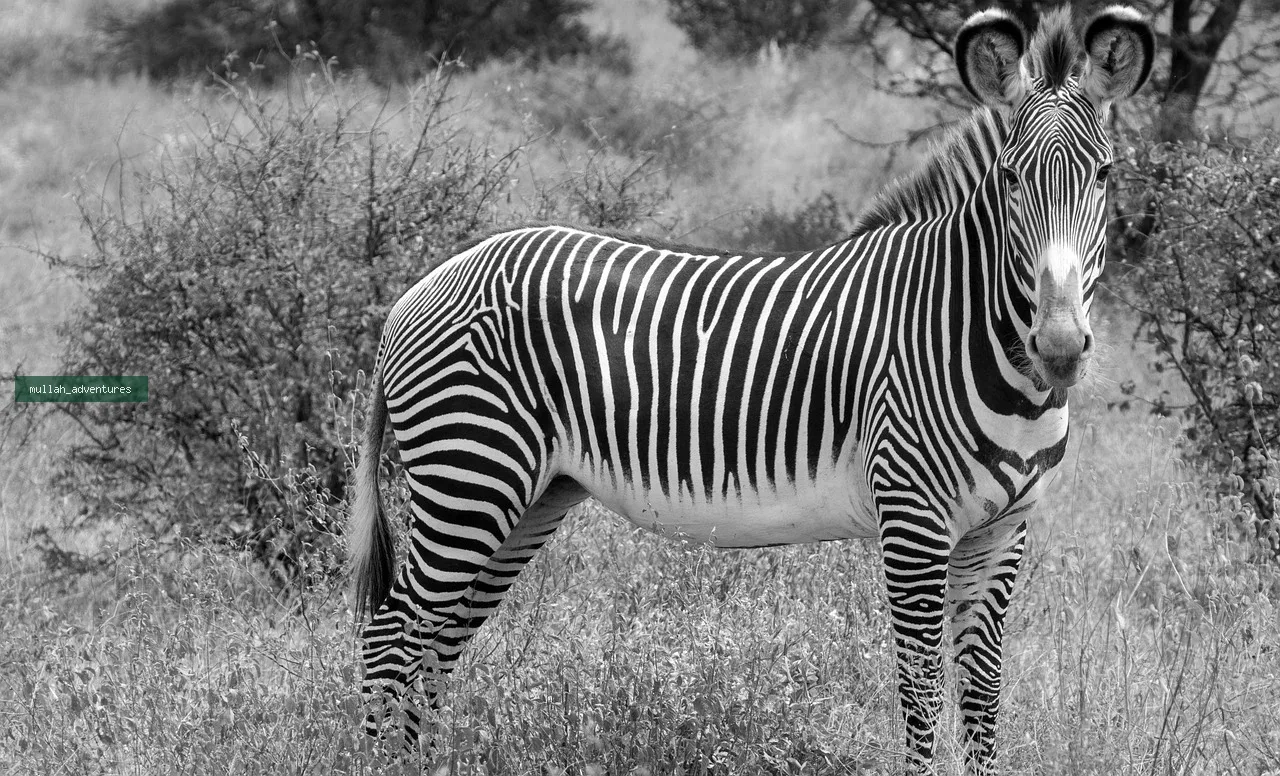Mount Kenya Summit & Samburu Wildlife Trek