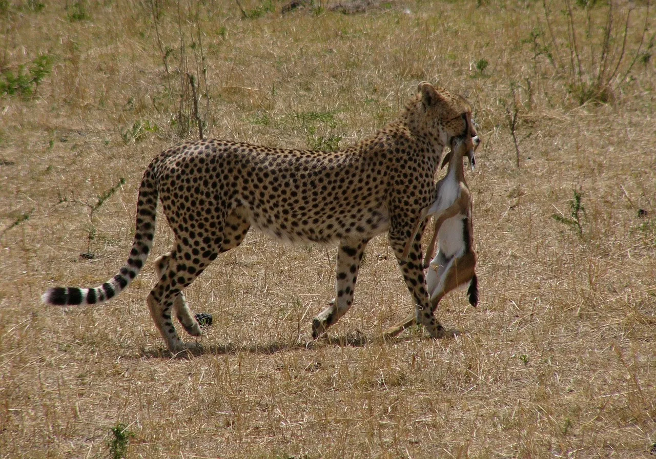 A cheetah during a hunt at the masai mara