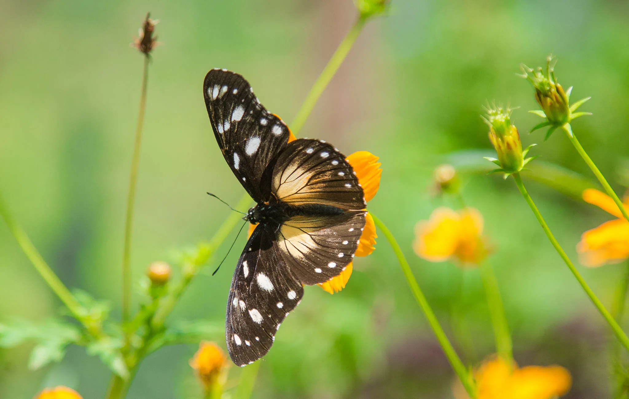 Butterfly at the Kakamega Forest reserve