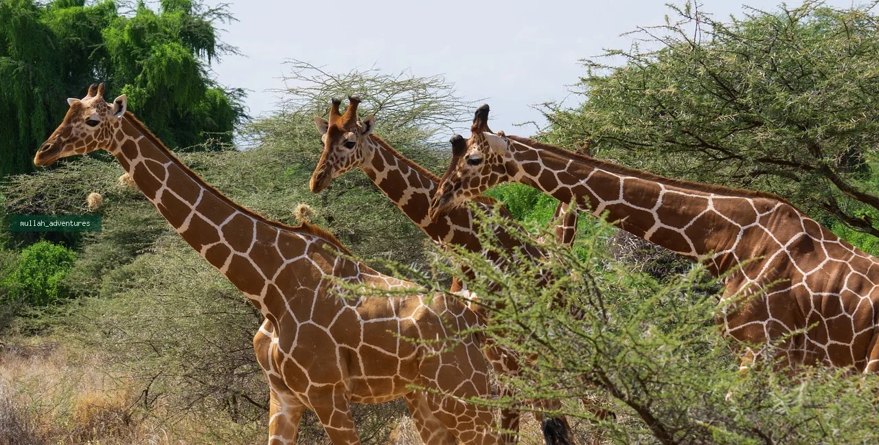 Mount Kenya Summit & Samburu Wildlife Trek