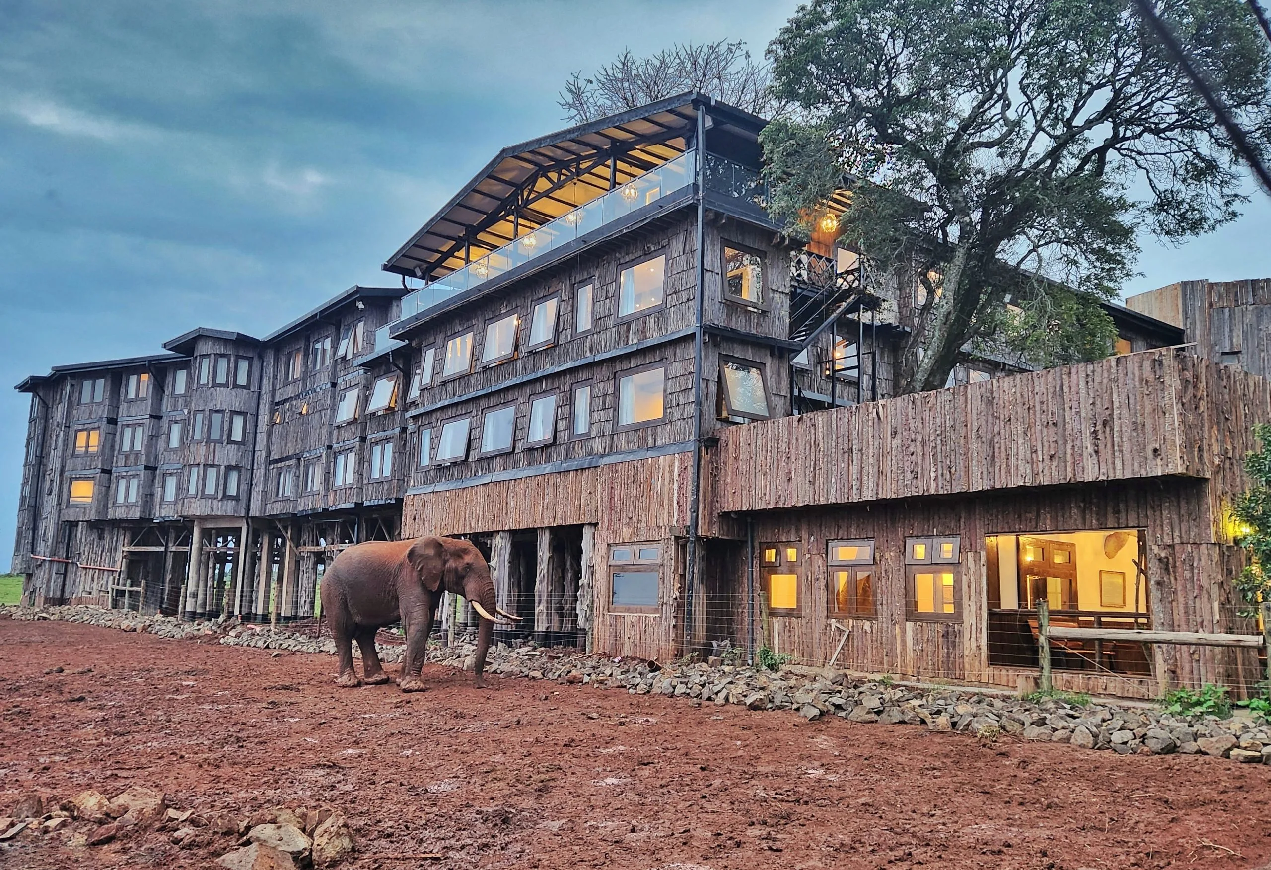 An elephant at the Ark Lodge Aberdare National Park