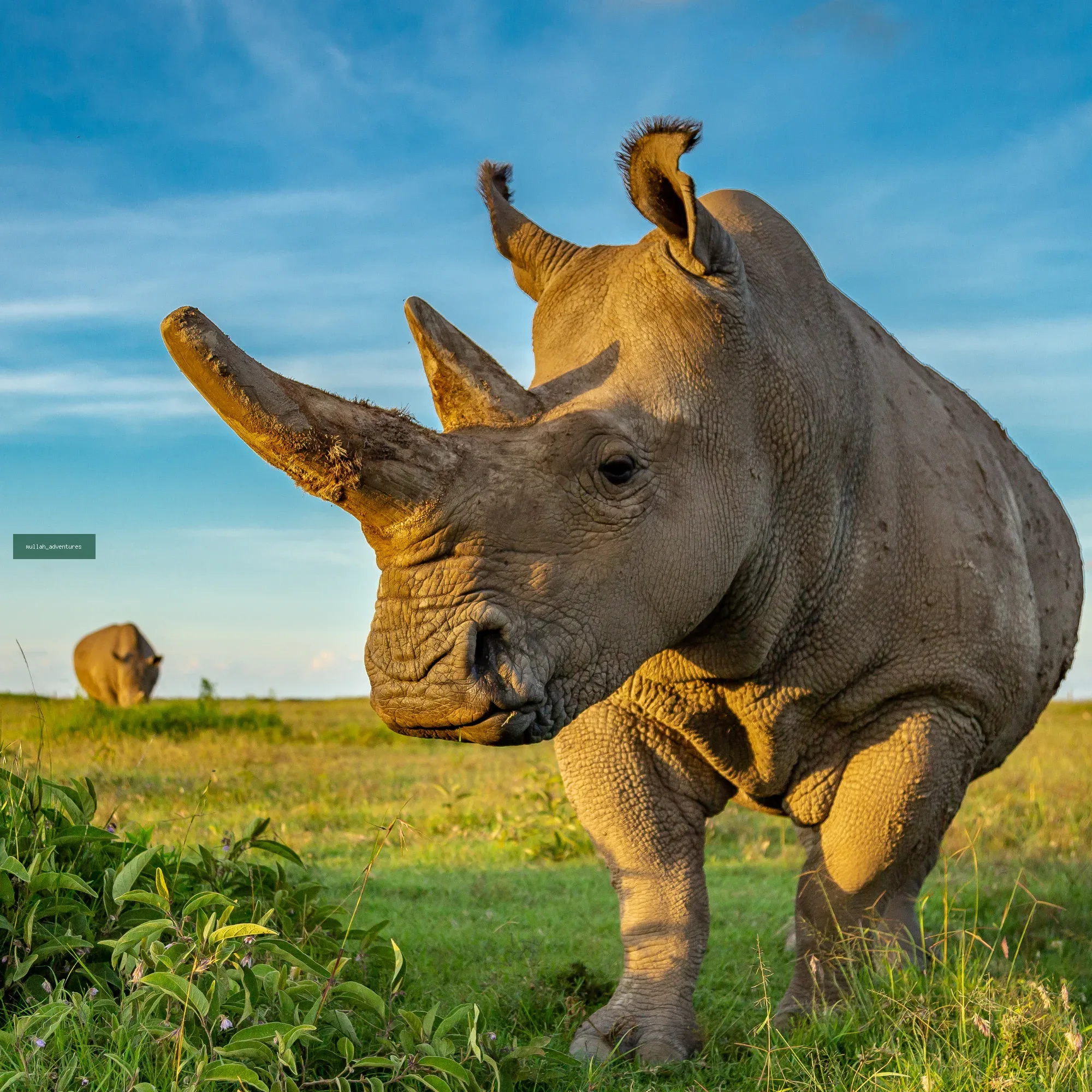rhino at the olpejeta conservancy