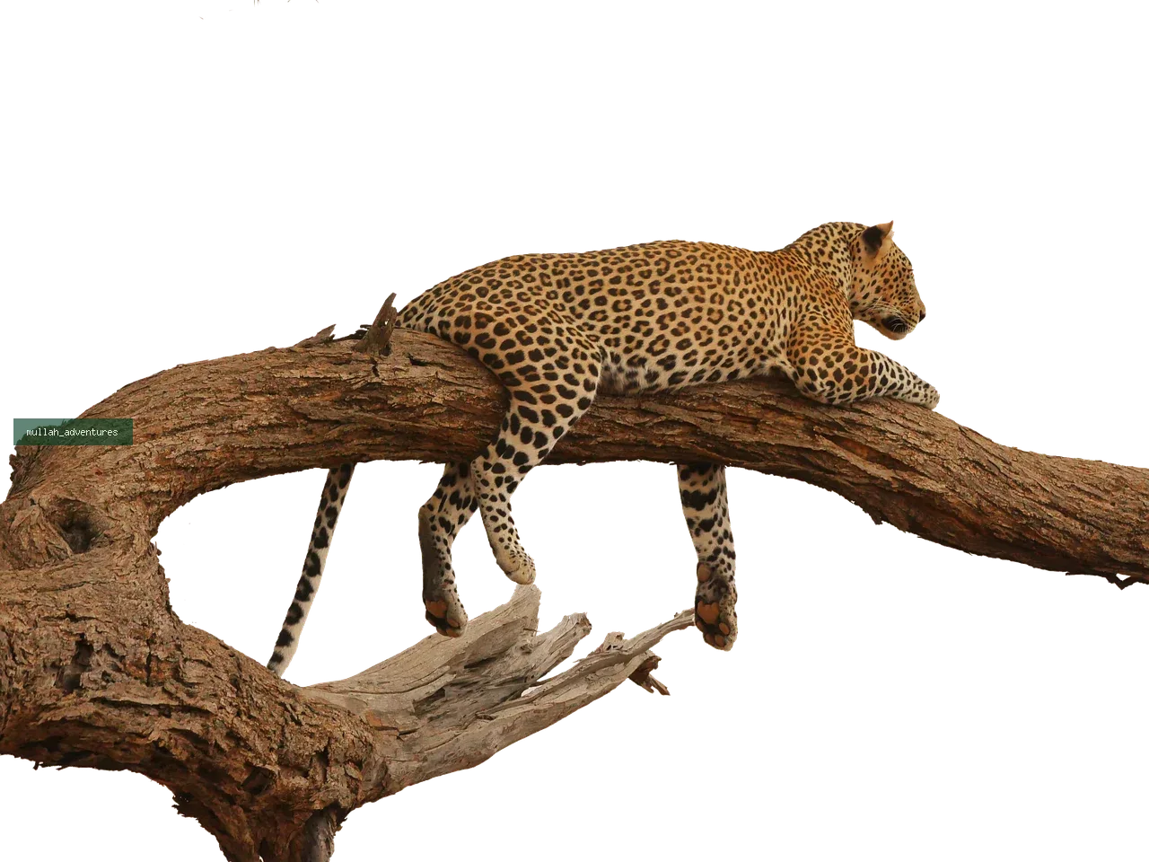 Grand Kenya Photographic Explorer