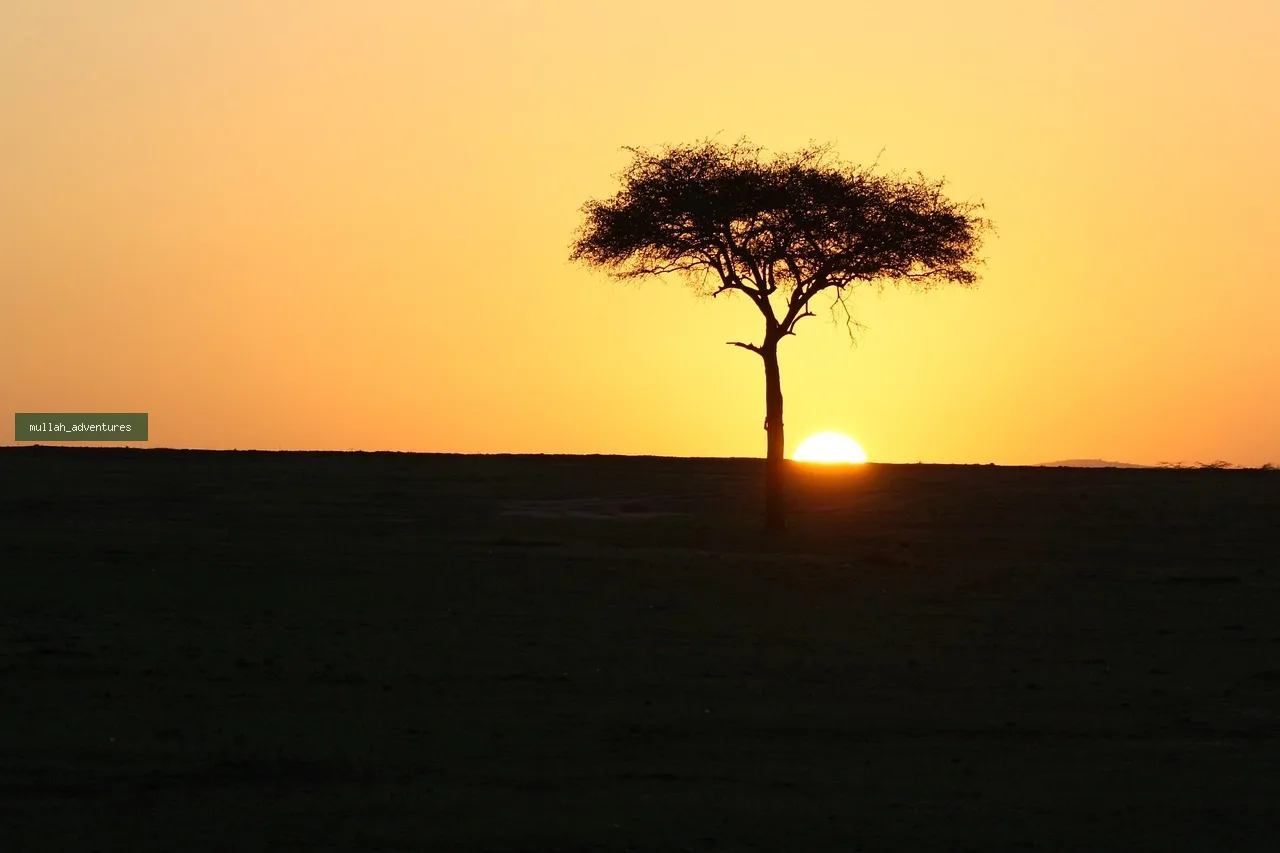 4-Day Masai Mara Fly-In Luxury Wildlife Safari