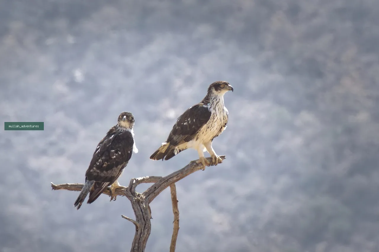 Rift Valley Birding & Walking Safari