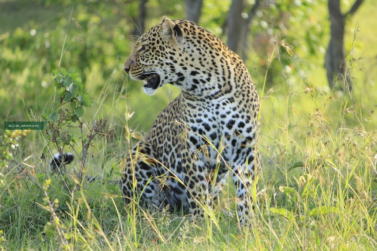 3-Day Masai Mara Group Joining Safari